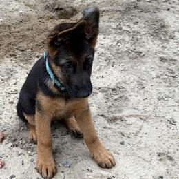 Bluey - Black and red male German Shepherd puppy in Medford, New Jersey from Christina's German Shepherds