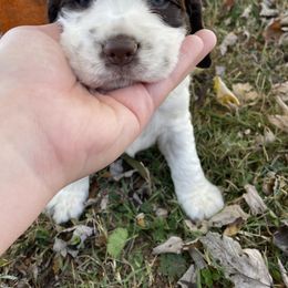 English Springer Spaniel Puppies from Cedar Ridge Kennels