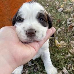 English Springer Spaniel Puppies from Cedar Ridge Kennels