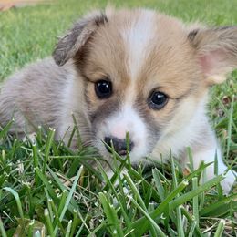 Pembroke Welsh Corgi Puppies from A&A’s Adorable Corgis