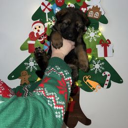 Zara- Red collar - Sable female German Shepherd puppy in Winterport, Maine from Vom Stevens Old Fashioned German Shepherds