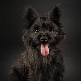 Aberdeen - Cairn Terrier