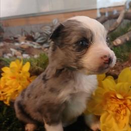 Blue - Blue merle male Miniature Australian Shepherd puppy in Penn Valley, California from Ghostfire Mini Aussies