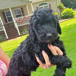 Brown girl - Black female Goldendoodle puppy in Strattanville, Pennsylvania from Goldhaly Peach Doodles