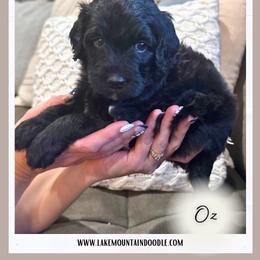 Oz - Black male Australian Labradoodle puppy in Eagle Mountain, Utah from Lake Mountain Doodle