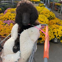 Pink - Black female Poodle puppy in Louisville, Kentucky from Borealis Poodles