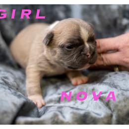 Nova - Fawn and white female French Bulldog puppy in Denison, Texas from Lovemyfrenchies – Stoddard Frenchbulldog's