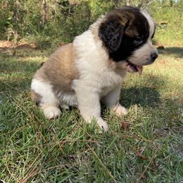 Saint Bernard Puppies from Magnolia Saint Bernards