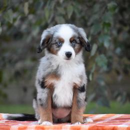 Posie - Blue merle female Miniature American Shepherd puppy in Chocowinity, North Carolina from Foxtail Hollow