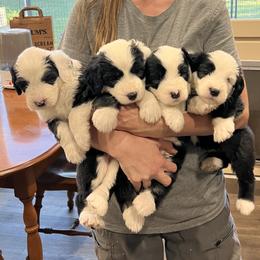 Show Female Pick 3 - Sold - Gray and white female Old English Sheepdog puppy in Tulsa, Oklahoma from Yadah Sheepdogs