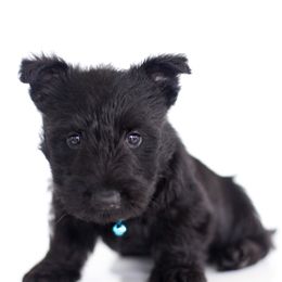 Murdock - Black male Scottish Terrier puppy in Mount Joy, Pennsylvania from K&M Kennel