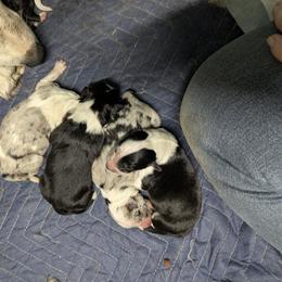 Australian Shepherd and Great Dane Puppies from AEW Farm