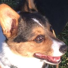 Pembroke Welsh Corgis from Windy Acres Pembroke Welsh