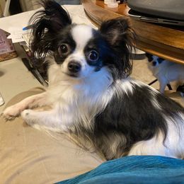 Chihuahua All Grown Up from M Class Chihuahua Ranch