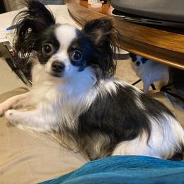 Chihuahua All Grown Up from M Class Chihuahua Ranch