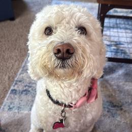 Willow - Bernedoodle
