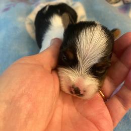 Boy 1 - Parti male Yorkshire Terrier puppy in Watertown, New York from NNYYorkies