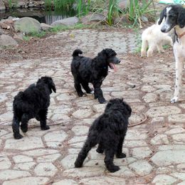 Poodle Puppies from Furball Forest Poodles