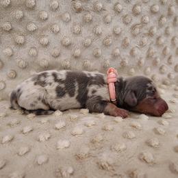 Puppy 7 - Blue and tan female Dachshund puppy in Krum, Texas from Dots N Spots Dachshunds