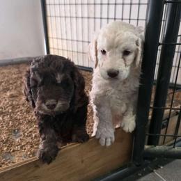 Lex - Cream male Goldendoodle puppy in Chattanooga, Tennessee from Scenic City Doodles
