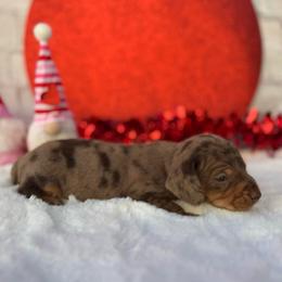 Bella - Dapple female Dachshund puppy in Colbert, Oklahoma from Brooke Crenshaw