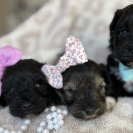 Miniature Schnauzers from Sandy Creek Schnauzers