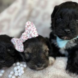 Miniature Schnauzers from Sandy Creek Schnauzers