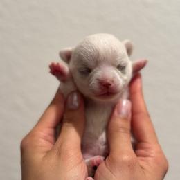 TBD 2 - Cream and white female Chihuahua puppy in Davenport, Florida from Clan Cordovathone