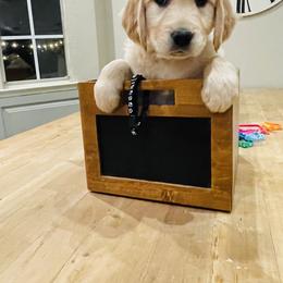 Boy 5 - Golden male Golden Retriever puppy in Carmichael, California from Sadie Lane Family Goldens