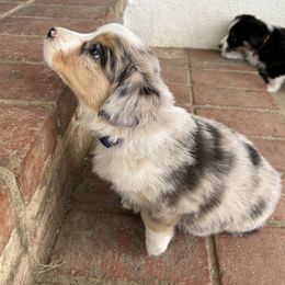 Companion Cross, Miniature Australian Shepherd, and Pembroke Welsh Corgi Puppies from JOY Farms