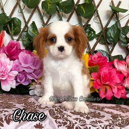 Chase - Blenheim male Cavalier King Charles Spaniel puppy in Hollywood, Florida from World Class Cavaliers