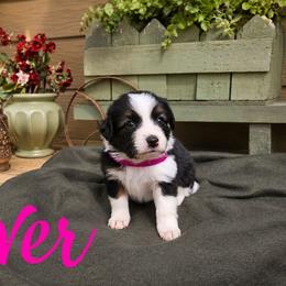Ever - female Sporty Mix puppy in Algona, Iowa from Ebonheart Kennel