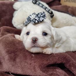 Ally-OFA parents - White female Coton de Tulear puppy in Westfield, North Carolina from Legacy Pets