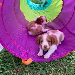 Brittany Puppies from Fox Mtn Brittanys