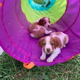 Brittany Puppies from Fox Mtn Brittanys