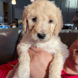 Cookie - Parti female Goldendoodle puppy in St Johns, Florida from Nini's Poodles and Doodles of St. Johns Co.