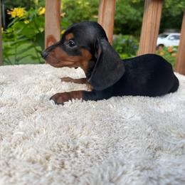 Boy 3 - Black and tan male Dachshund puppy in Stilwell, Oklahoma from Johnson Dachshund’s