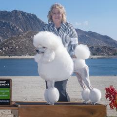"Zsa Zsa" - Poodle