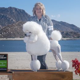"Zsa Zsa" - Poodle