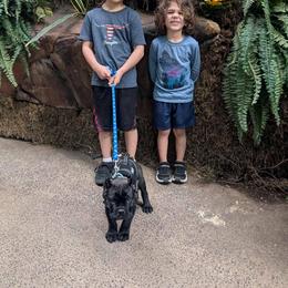 Cane Corso and Yorkshire Terrier Puppies from Exotic Yorkie Imports & Cessna Cane Corso