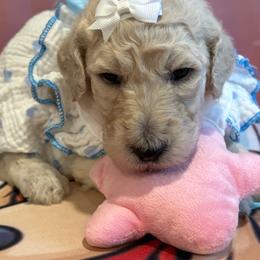 Georgette Frady - White female Poodle puppy in Mobile, Alabama from Semmy’s Standard Poodle LLC