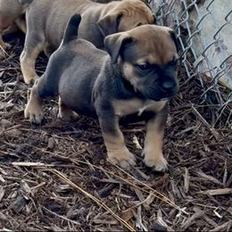 Sunny Yellow Collar - Fawn female Boerboel puppy in Florida from CLAD Guard Boerboels
