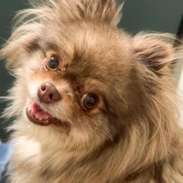 Sassy - Pomeranian