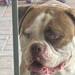 American Bulldogs from Havicans American Bulldogs