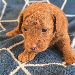 Ruby - Red female Maltipoo puppy in Granada Hills, California from Sheryls Puppies