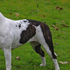 Staffordshire Bull Terriers from Hardknox Staffords