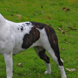 Staffordshire Bull Terriers from Hardknox Staffords
