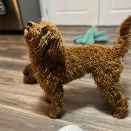 Cavapoo All Grown Up from Lone Pine Acres Cavapoo’s