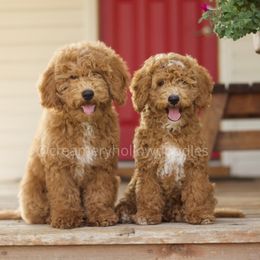 Goldendoodle Puppies from Creamery Hollow Doodles