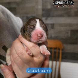 Justice - Tri-Roan male English Springer Spaniel puppy in Ocoee, Tennessee from Ocoee Mountain Springers